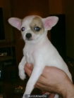 chihuahua hembra para vender,,650 euros. - mejor precio | unprecio.es