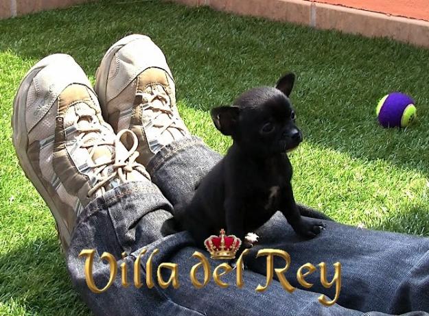 Chihuahua Negra para entregar a fin de mes