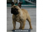 FAWN PARA MONTA X DINERO - mejor precio | unprecio.es
