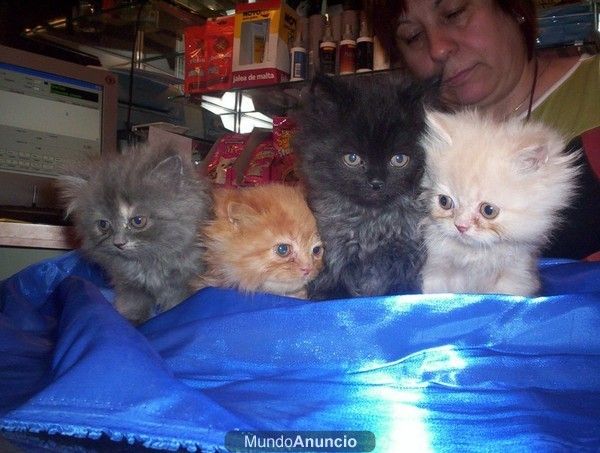GATOS DE RAZA CACHORROS