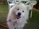 hembra de samoyedo para monta - mejor precio | unprecio.es