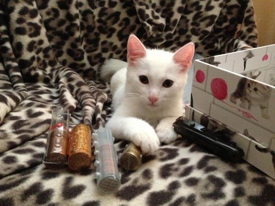 Odei precioso gatito de 3 meses encontrado solito en la calle