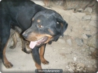 proxima camada rottweiler / presa canario - mejor precio | unprecio.es