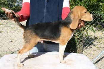 Regalamos cachorros pura raza