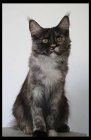Tica disponible joven gato de Maine Coon, de 15 meses, pedigrí - mejor precio | unprecio.es