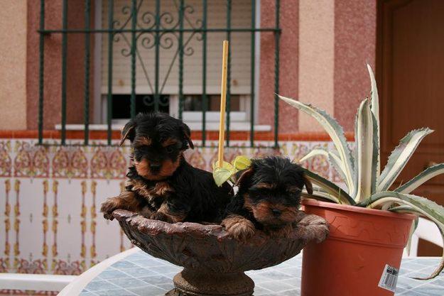 YORKSHIRES CON PEDIGREE