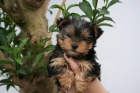 yorkshires con pedigree a precio inmejorable - mejor precio | unprecio.es