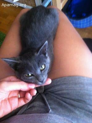 Grey, gato en adopción o acogida