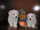 Bichon maltes peluches - mejor precio | unprecio.es