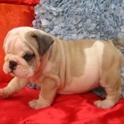 Bulldog Inglés cachorros para su hogar
