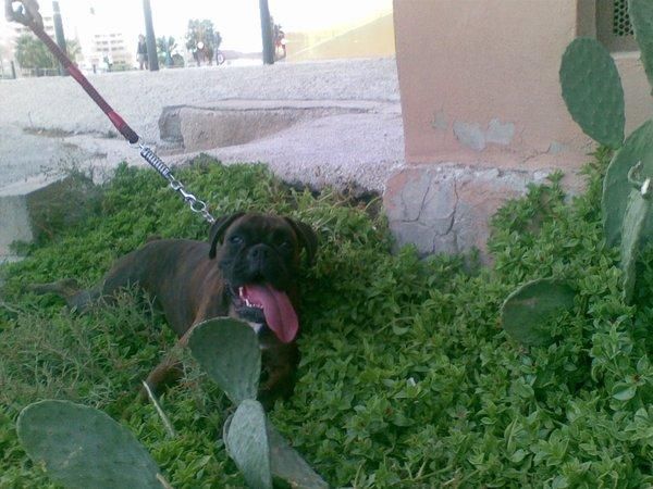busco un boxer atigrado adulto