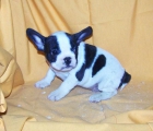 CACHORRITOS DE BULLDOG FRANCES VAQUITAS NEGROS Y FAWN - mejor precio | unprecio.es