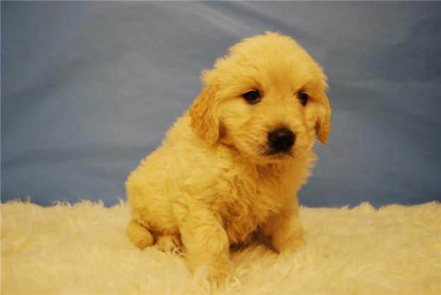 cachorritos de golden retriever