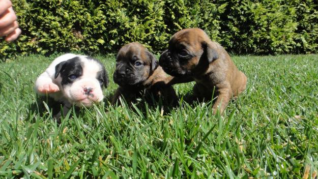 Cachorros boxer en Noia
