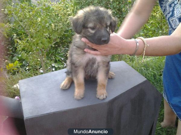 CACHORROS CRUCE PASTOR BELGA
