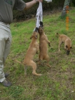 Cachorros Malinois Ideales Guarda y Deporte. - mejor precio | unprecio.es