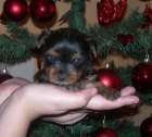 Cachorros Yorkshire Terrier - mejor precio | unprecio.es