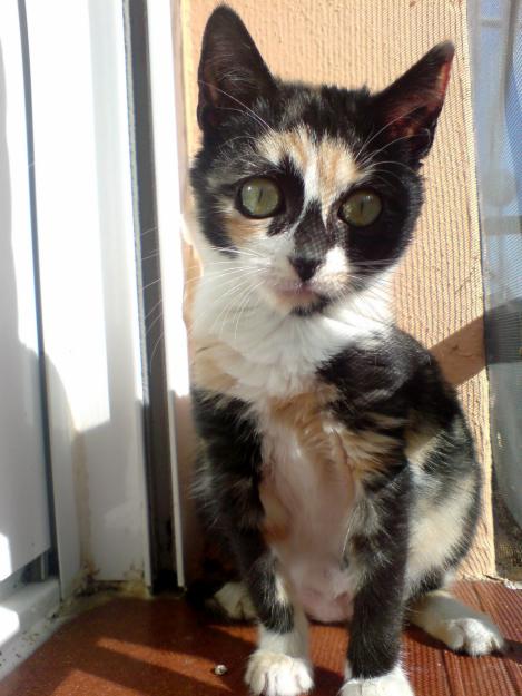 Cleo preciosa tricolor de 3 meses busca hogar