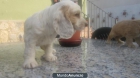 cocker puros - mejor precio | unprecio.es