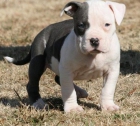 cumplir con su hermoso perro pitbull americano cachorro ella está a la venta - mejor precio | unprecio.es