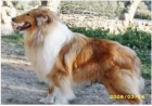 Rouge Collie - mejor precio | unprecio.es