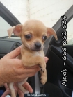 Se vende camasdas de Chihuahua - mejor precio | unprecio.es