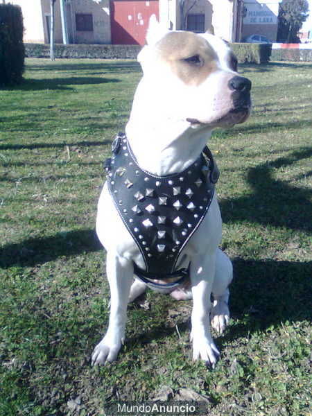 vendo preciosa pitbull