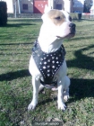 vendo preciosa pitbull - mejor precio | unprecio.es