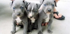 3 inteligente pit-bull americano cachorros - mejor precio | unprecio.es