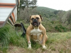 Bulldog Americano - mejor precio | unprecio.es