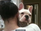 BullDog Frances - mejor precio | unprecio.es