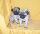 CACHORRITOS DE CARLINO - mejor precio | unprecio.es