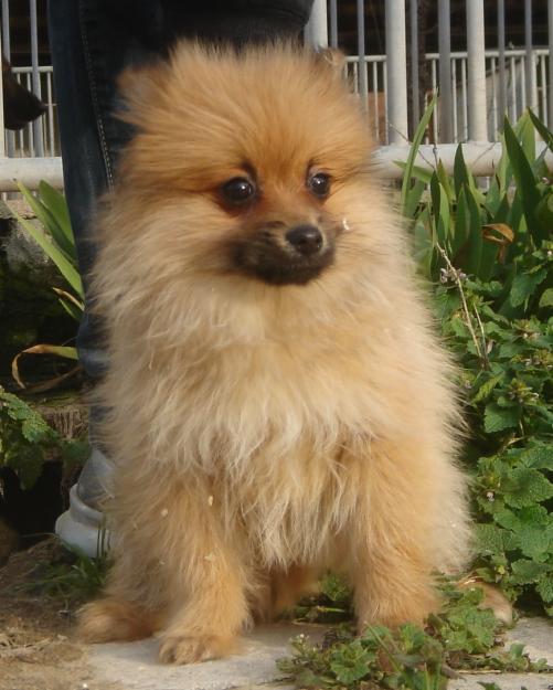 Cachorros de Lulu de pomerania