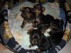 Cachorros de Yorkshire Terrier , Venta - mejor precio | unprecio.es