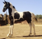 cambio camion 3500kg basculante o grua x caballos frisones o pintos - mejor precio | unprecio.es