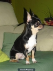 CHIHUAHUA MACHO EN MADRID BUSCA CHURRI POTENTE - mejor precio | unprecio.es