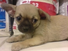 Chihuahua perfecto para tu hogar - mejor precio | unprecio.es
