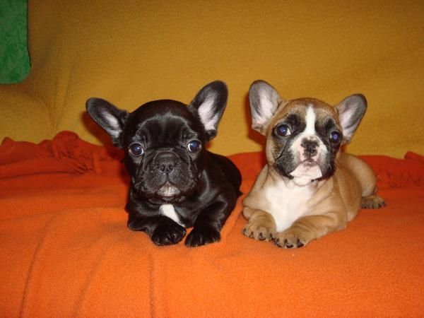 INCREIBLE CAMADA DE BULLDOG FRANCES