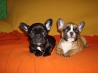 INCREIBLE CAMADA DE BULLDOG FRANCES - mejor precio | unprecio.es