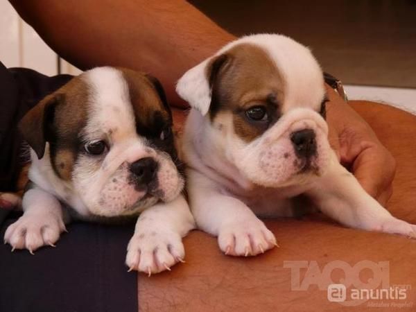 linda y encantadora cachorros bulldog Inglés para casas buenas sólo