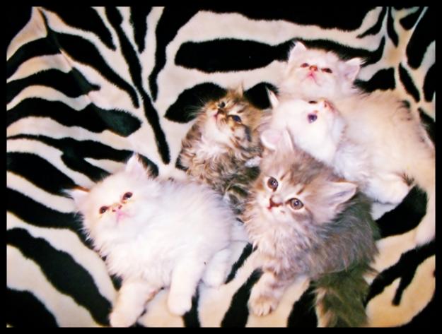 PRECIOSOS GATITOS PERSAS *300€*