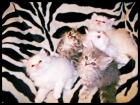 PRECIOSOS GATITOS PERSAS *300€* - mejor precio | unprecio.es
