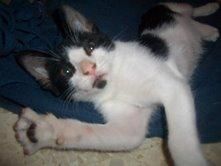 regalo gatito de 1 mes