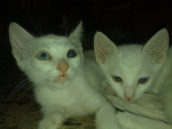 regalo gatitos