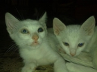 regalo gatitos - mejor precio | unprecio.es
