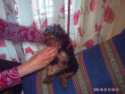 Se vende excelente camada de York shire terrier - mejor precio | unprecio.es