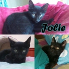 JOLIE. Después de lo pasado no merece la calle. - mejor precio | unprecio.es