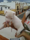 american stafford - mejor precio | unprecio.es