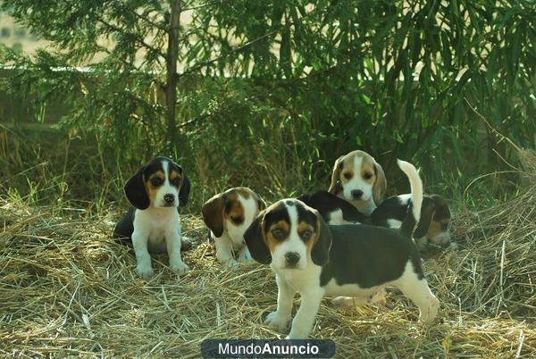 Bonitos Beagles con Pedigree