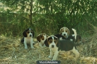 Bonitos Beagles con Pedigree - mejor precio | unprecio.es